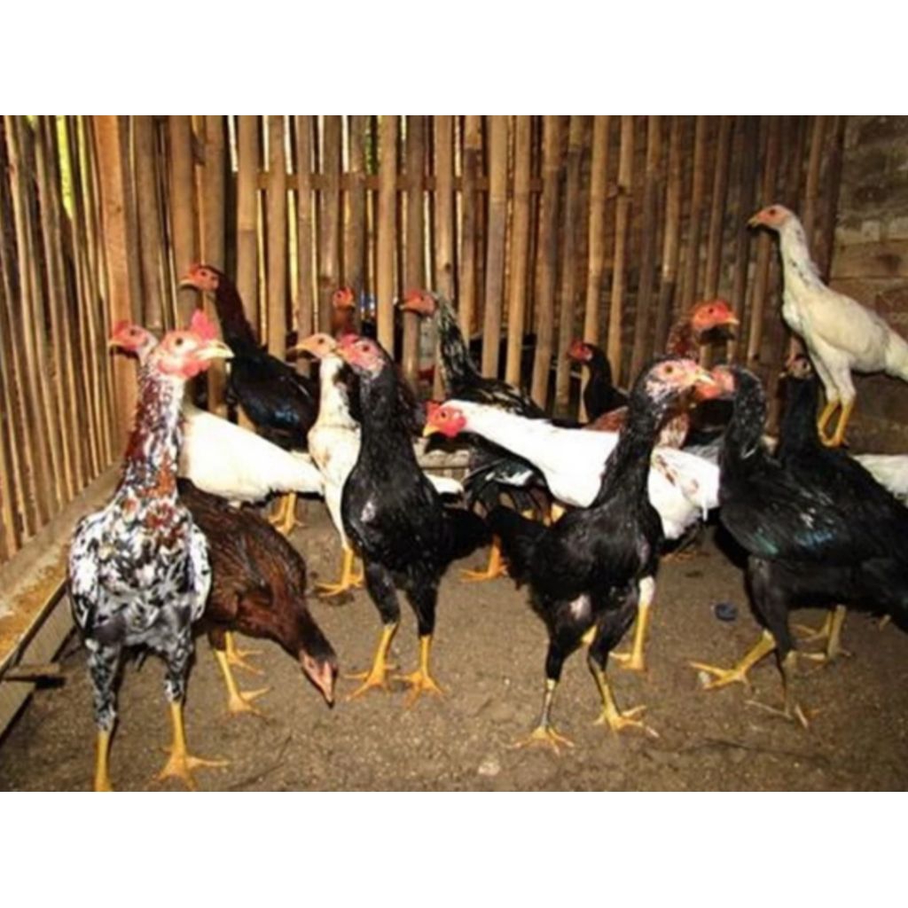 

ayam kampung kemagang ukuran-+1, 1kg
