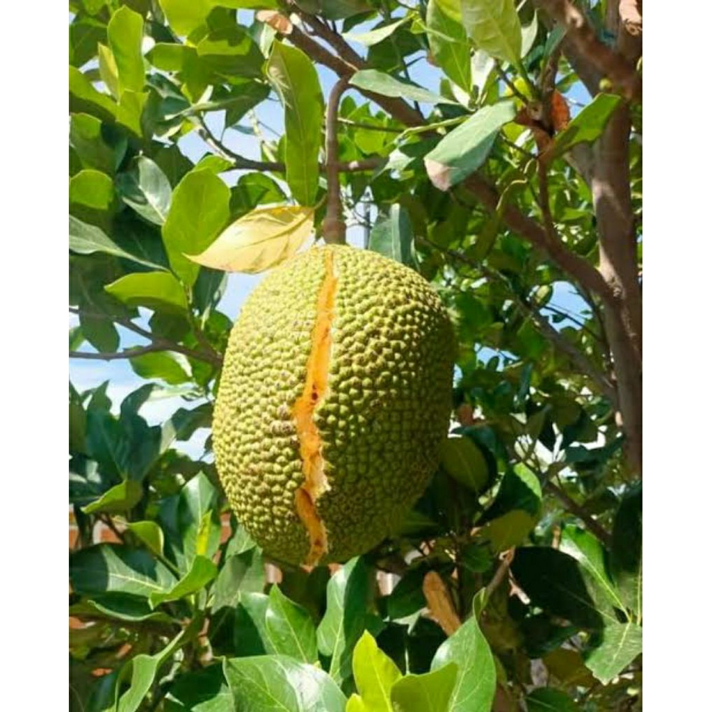 

nangka asli jawa barat