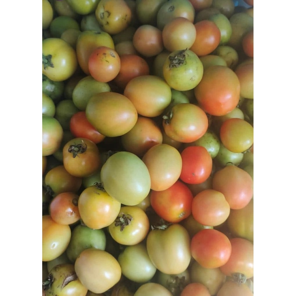 

TOMAT LOKAL FRESH PETANI