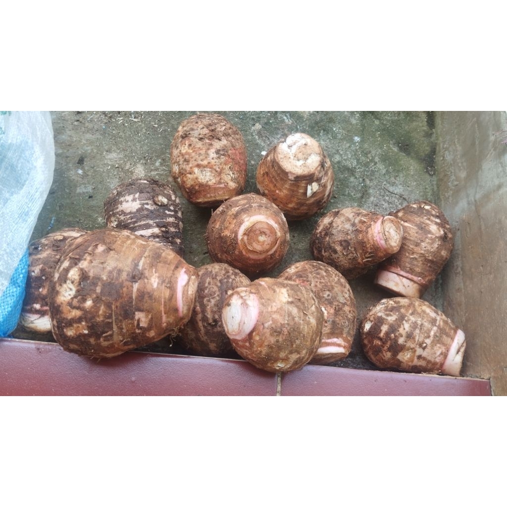 

Talas Pratama (Taleus Ciamis)