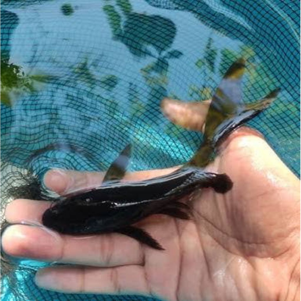 Paket koi karasu slayer ±10cm grade A calon jumbo stok limited hiasan cantik