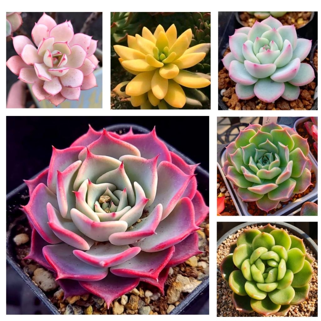 Sukulen Kaktus Hidup Mini Isi 5 Pcs Free Pot