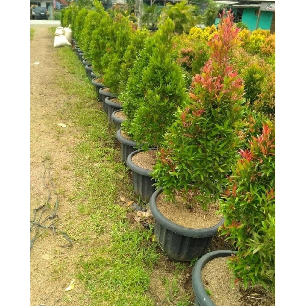 Pohon pucuk merah ukuran 50cm / Tanaman pucuk merah