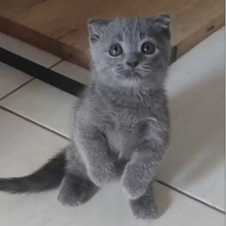 kucing munchkin gaelic jantan blue solid