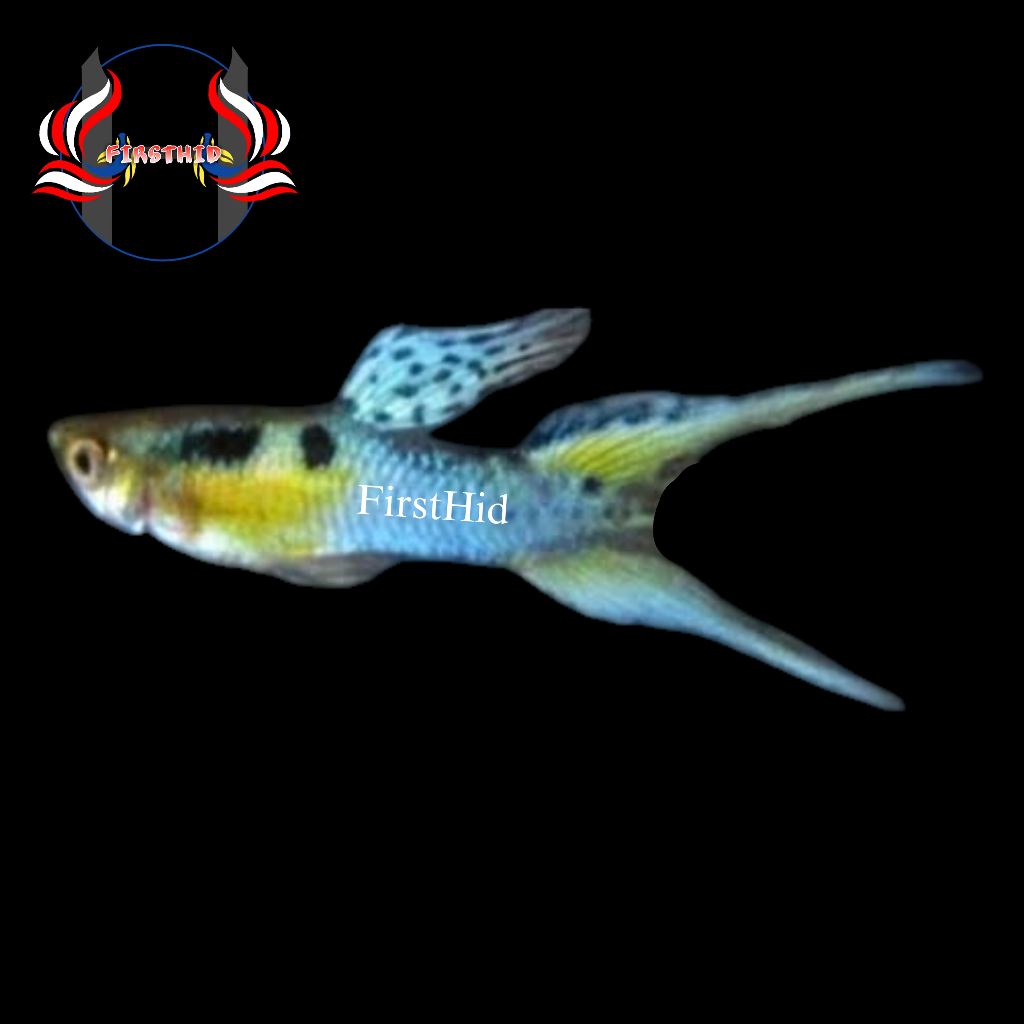 (LANGSUNG DI-KIRIM) Hiasan Akuarium GUPPY Japan Blue Double Swordtail hiasan akuarium
