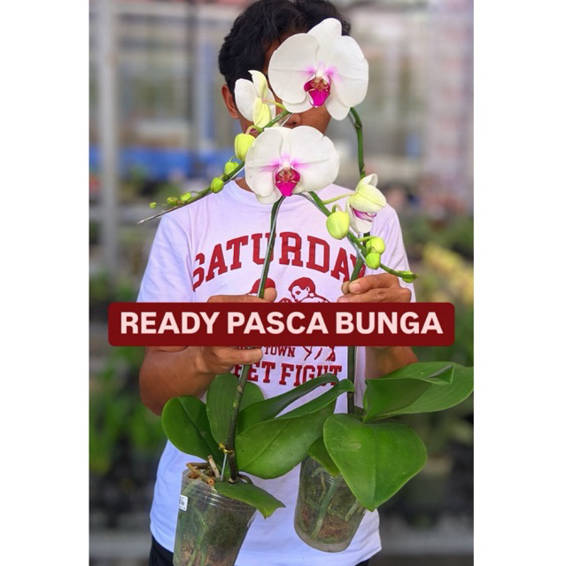 ANGGREK BULAN PASCA BUNGA