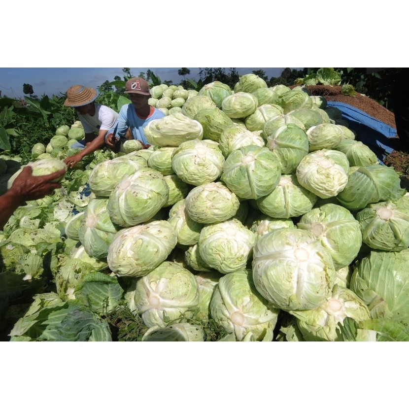 

sayur kool fress 500gr langsung dr petani