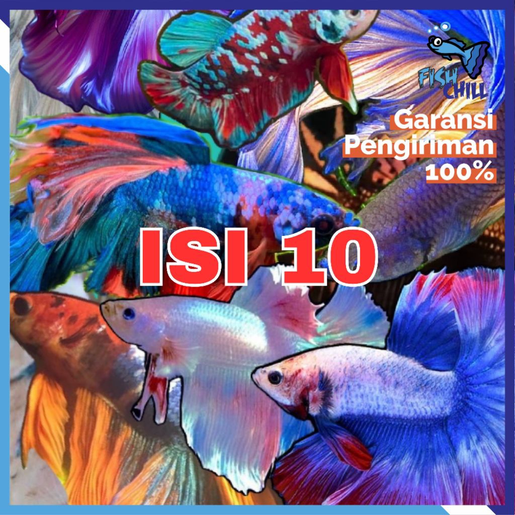 PAKET ISI 5 ISI 10 HALFMOON CUPANG WARNA WARNI SIZE JUMBO M++ & L BEBAS PILIH SIAP JUAL BUKAN CUPANG