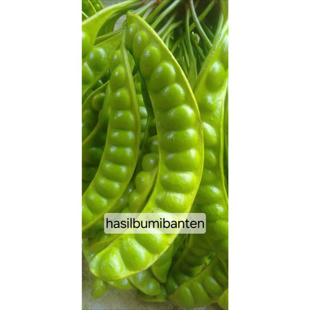 

PETE PETAI PADI PENDEK PER 1 PAPAN LONJOR TUA SUPER