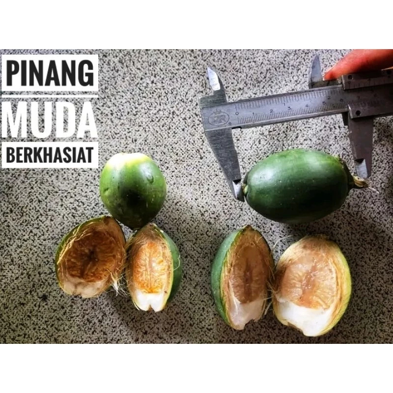 

obat herbal buah pinang muda fress / jambe muda