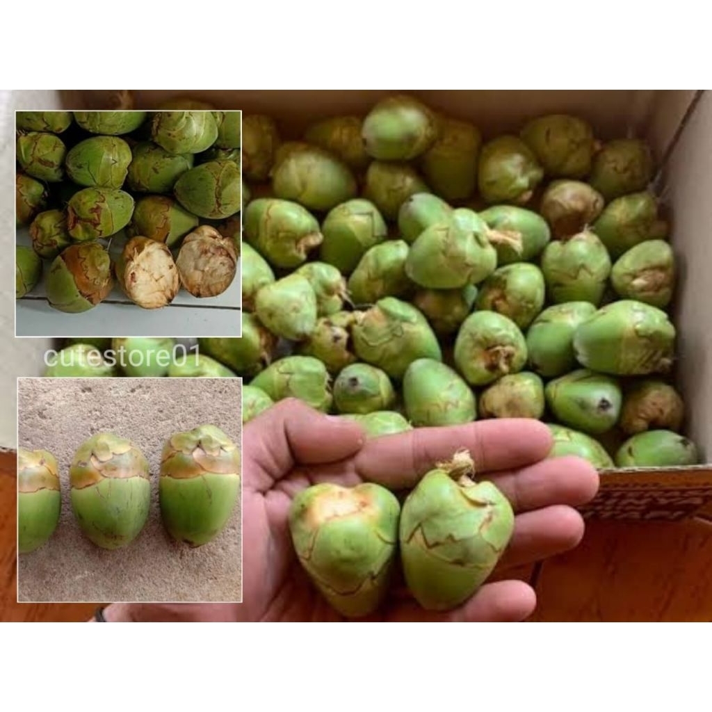 

Beluluk Kelapa Kecil Tembuluk 1pcs