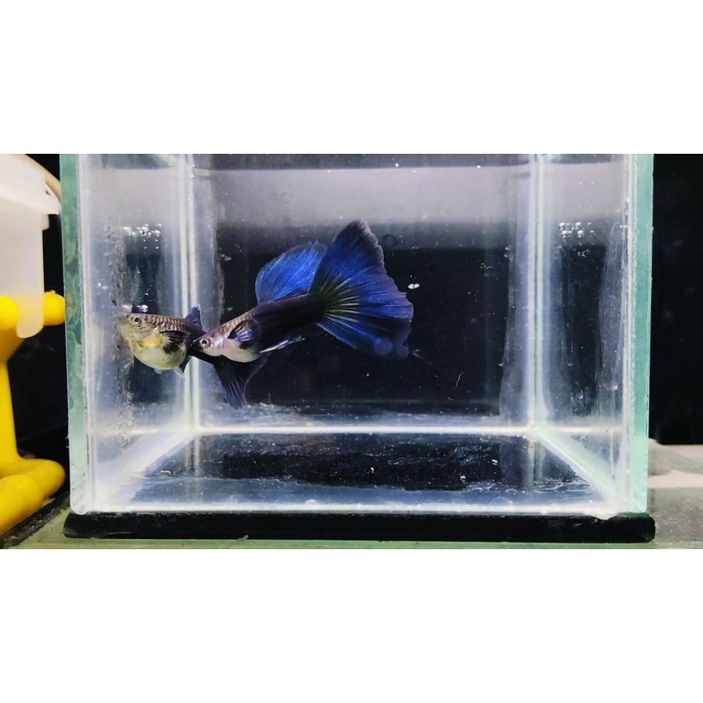 ikan hias guppy HB Blue Big tail sepasang