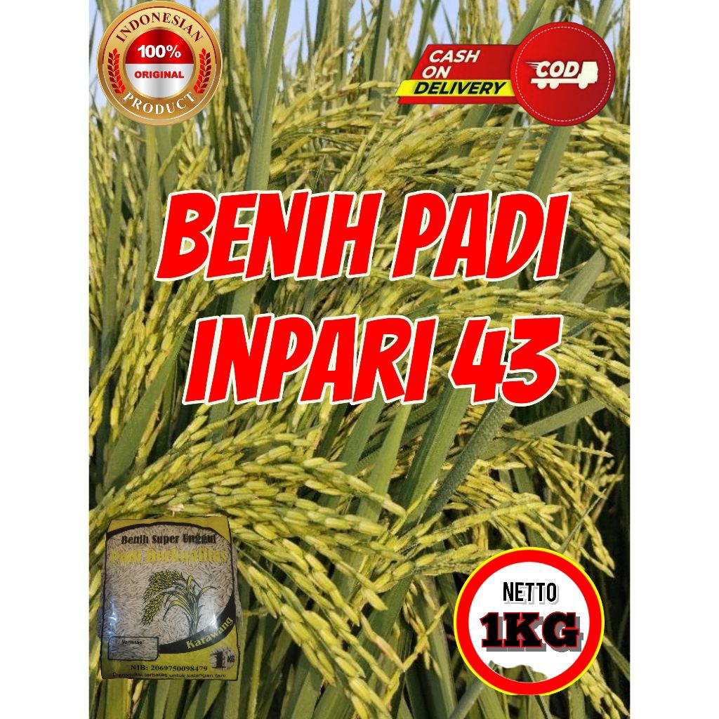 BIBIT PADI UNGGUL INPARI 43 SUPER BERKUALITAS Kemasan 1kg