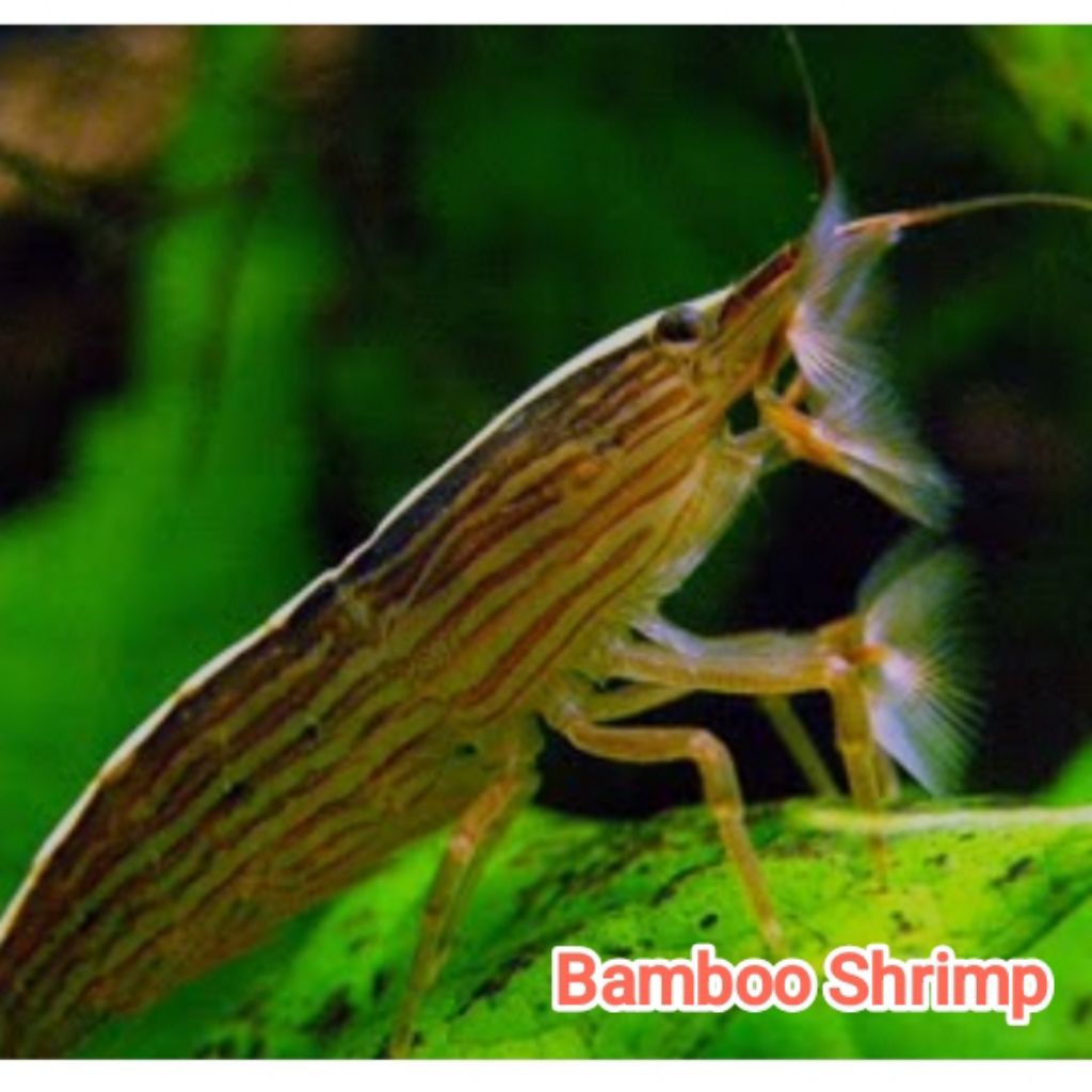 Hiasan BAMBOO SHRIMP | UDANG BAMBU | ATYOPSIS MOLUCENSIS | ALGAEATER | Aquascape