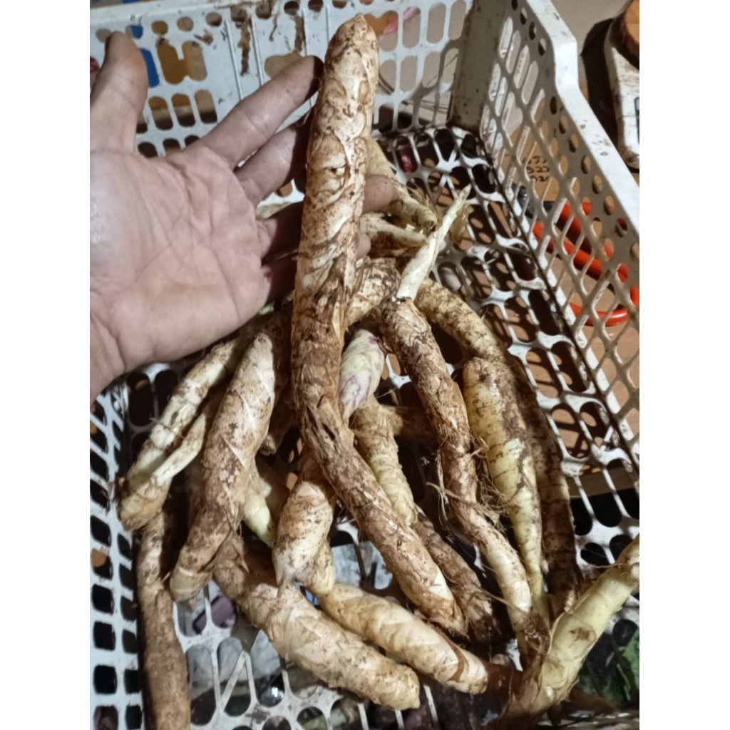 

umbi Garut mentah dan segar 1kg