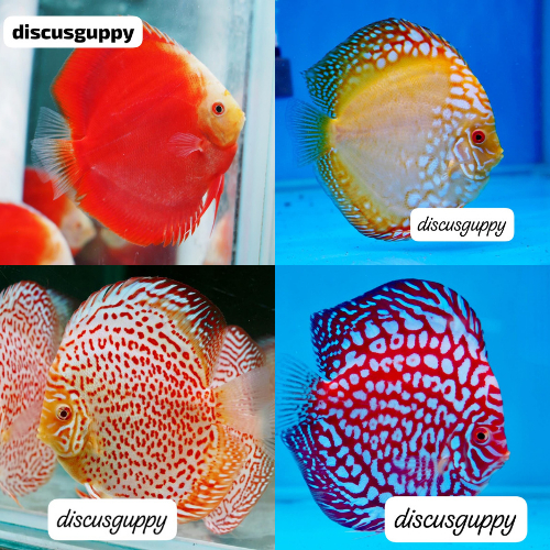 100 E Discus 2inch MIX SAMEDAY - Enhanced Edition
