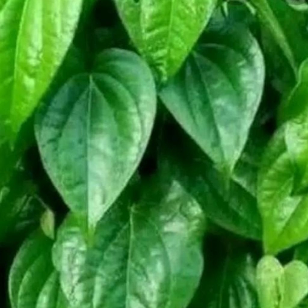 

10 daun sirih segar peres alami