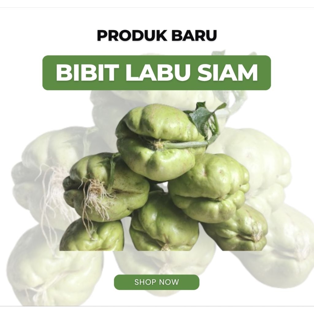 

Bibit Labu Siam besar PG / Waluh Cina Lokal Siap Tanam