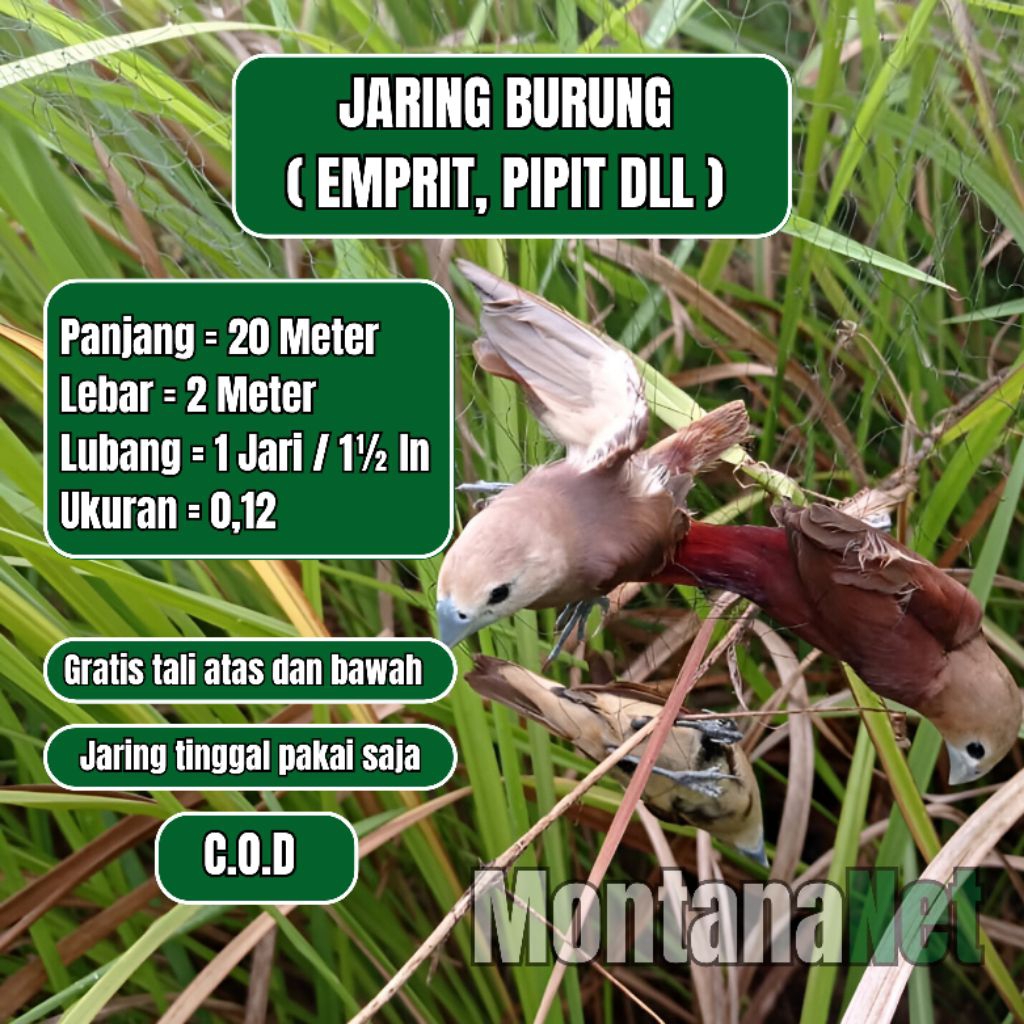 PIKAT BURUNG EMPRIT PIPIT JARING BURUNG SAWAH JARING BURUNG 20 METER SIAP PAKAI
