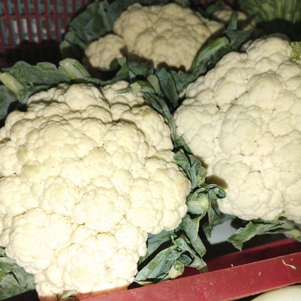 

Bunga / Kembang Kol