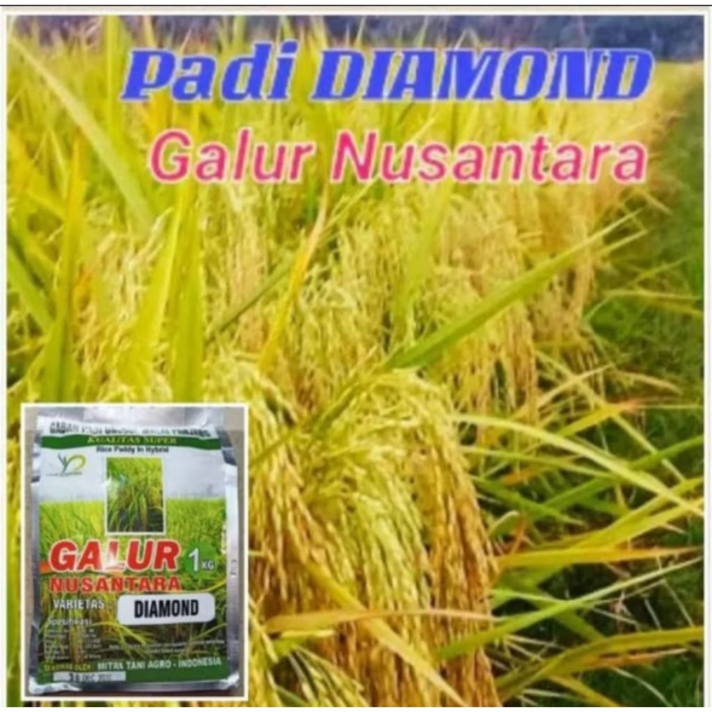 Benih padi unggul malai panjang "DINAMOND" 1KG