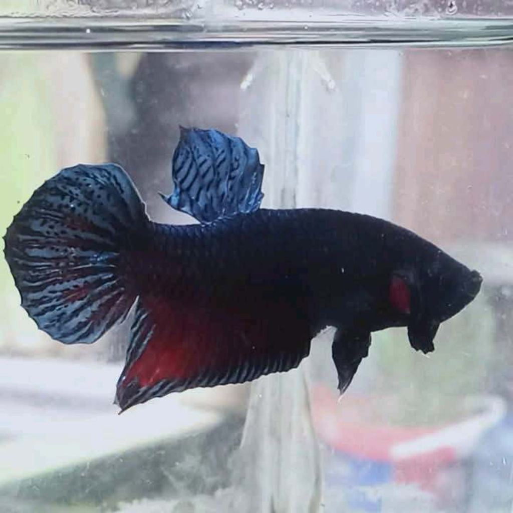 IKAN CUPANG FIGHTER BAGAN