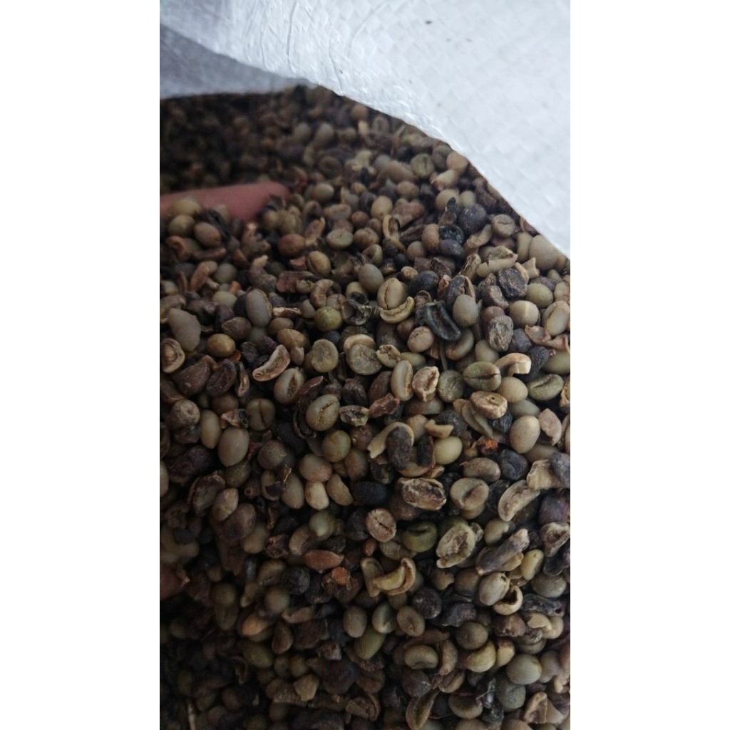 

GREEN BEAN ROBUSTA KAGURA COFFEE GRADE 5