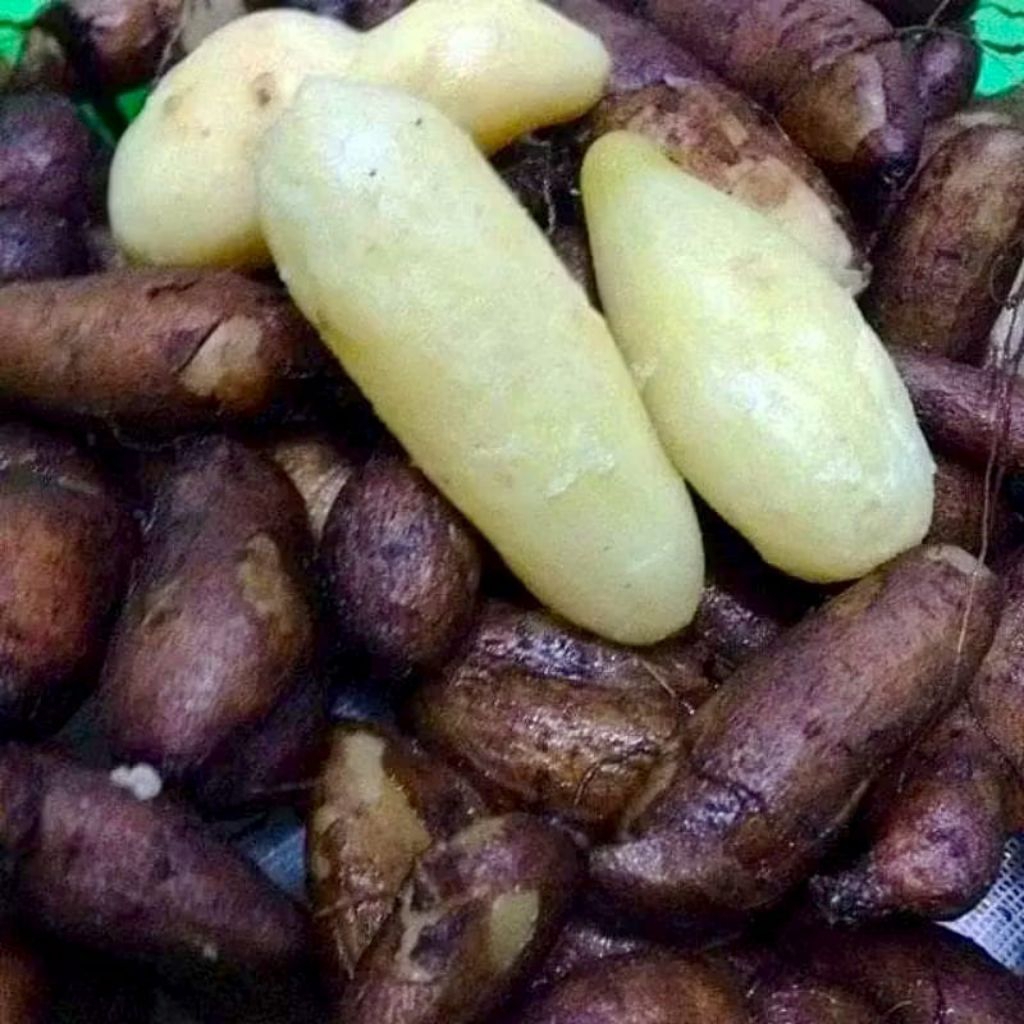 

Umbi Kentang hitam/Kentang Kleci 500gran