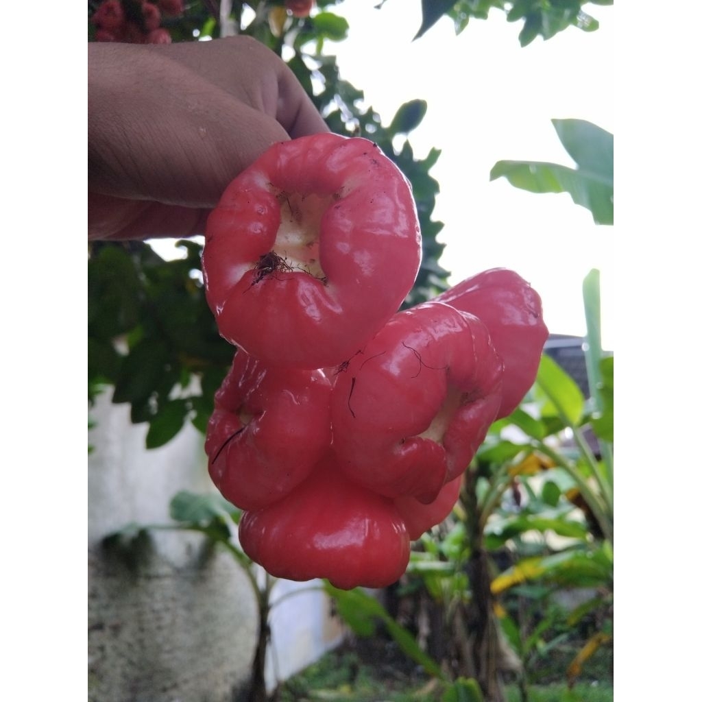 

Jambu air besar | Jambu air jumbo petik langsung di pohon fresh