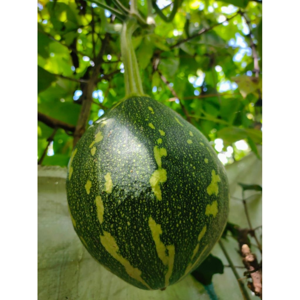 

buah labu hijau labu sayur labu pulen/buah pumkin buah labu oval