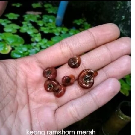 keong ramshorn merah / keong aquascape