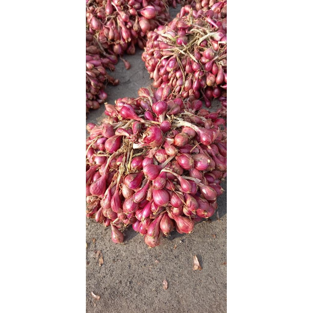 

BIBIT BAWANG MERAH SUPER