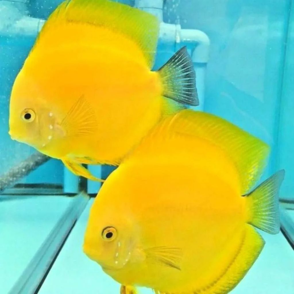 Discus Yellow/Golden