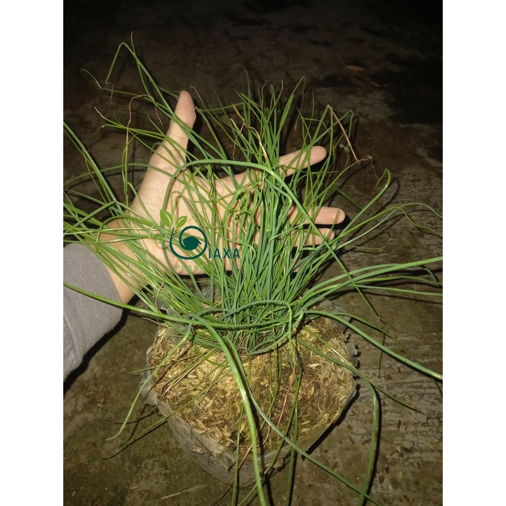 Tanaman Lokio Bawang Batak Kucai Sayur Bumbu Daun