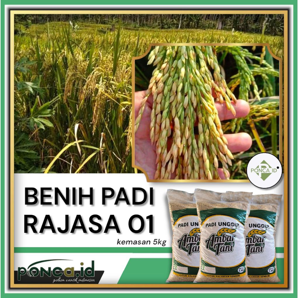 bibit padi rajasa 01 benih padi unggul tinggi tonase original
