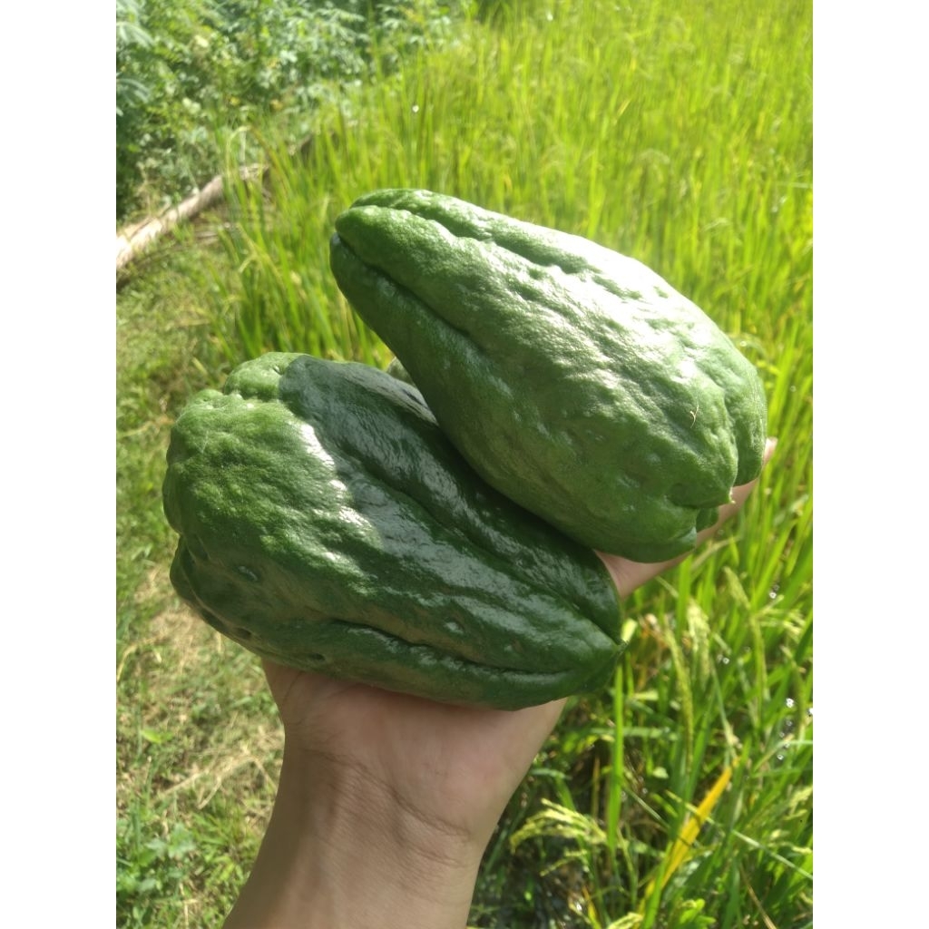 

Labu Siam Fresh 1kg kaya akan maanfat langsung dari kebun