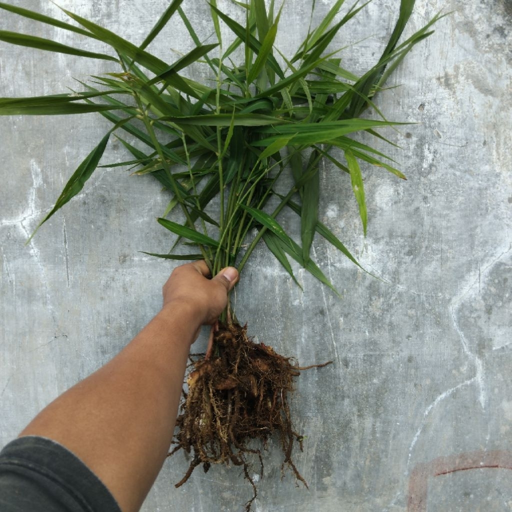 bibit jahe merah siap tanam