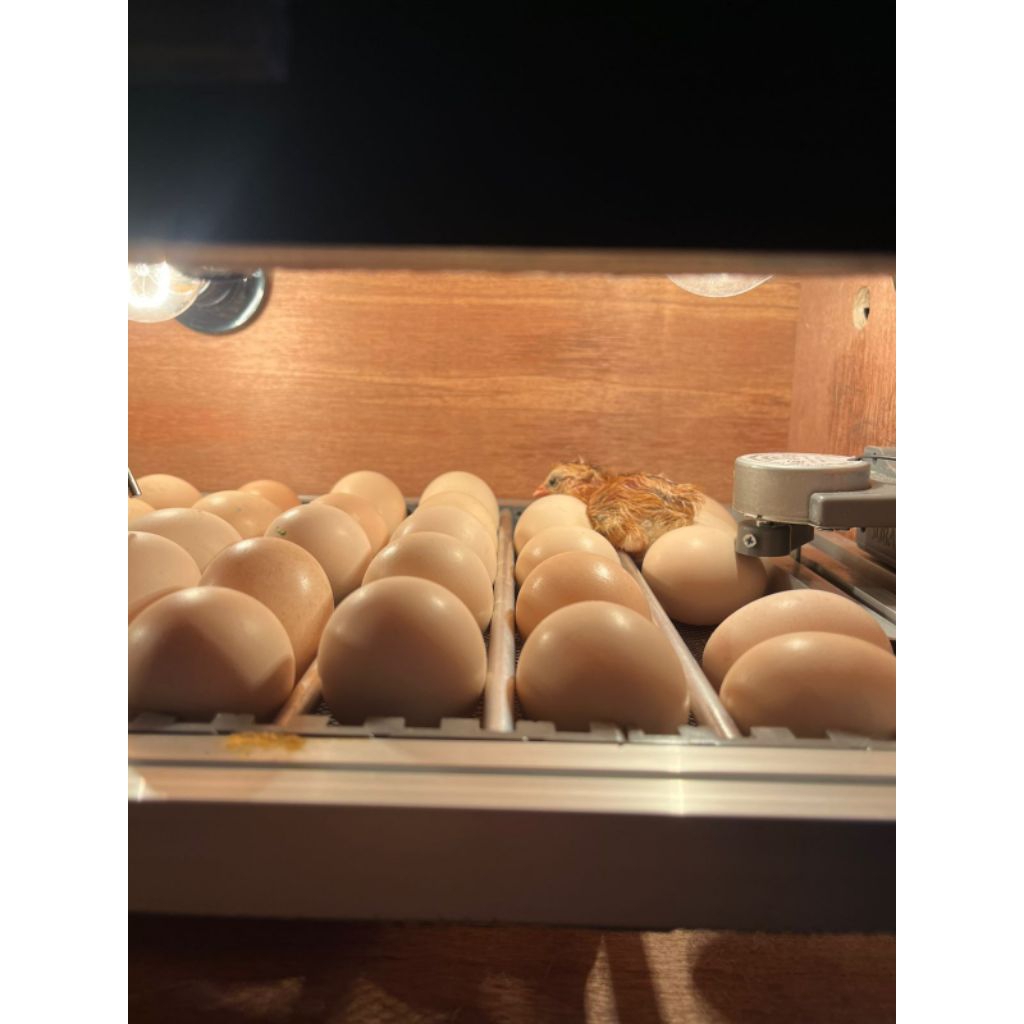 

Telur fertil/telur tetas ayam elba & kub