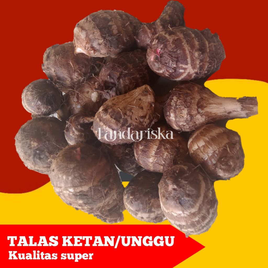 

TALAS KETAN DARI GUNUNG MURIA