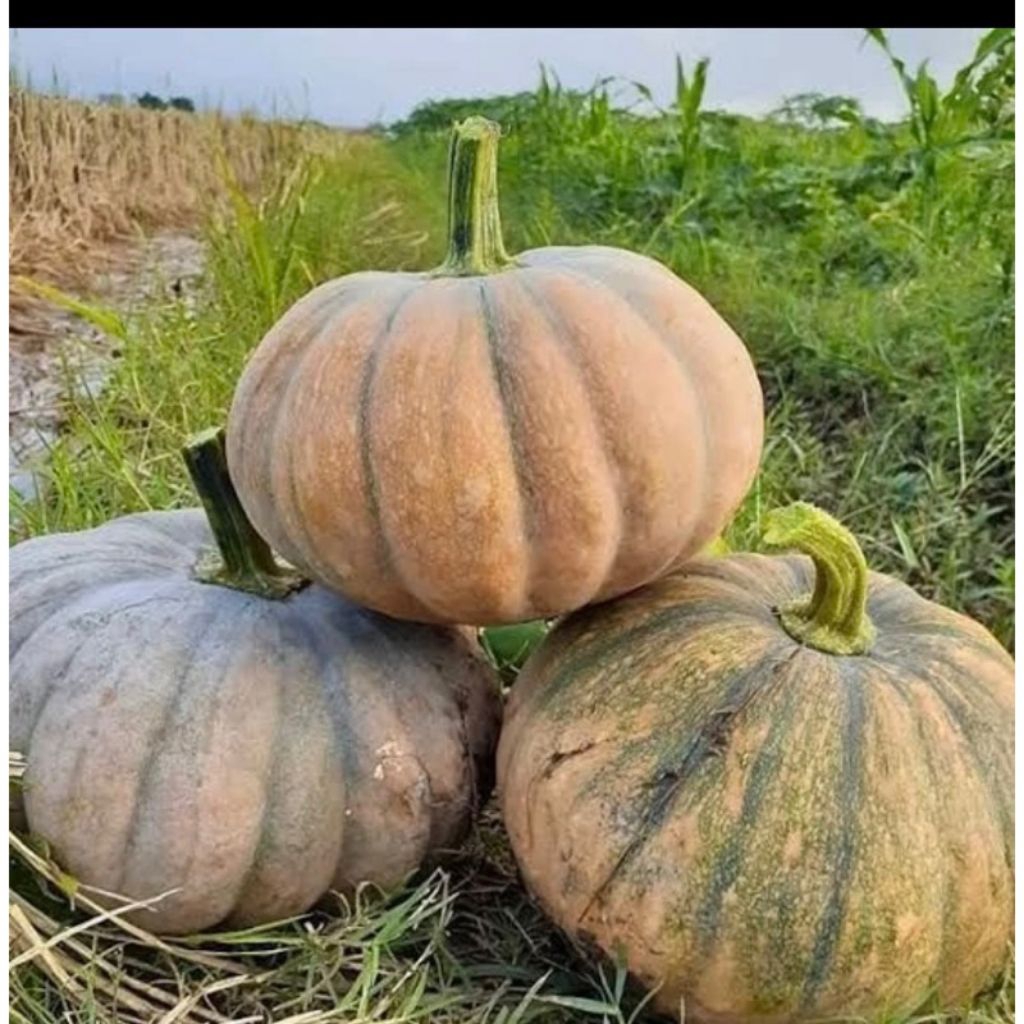 -+1000 Biji Benih Labu Kuning Manis Pulen Labu Lokal Jumbo Siap Semai