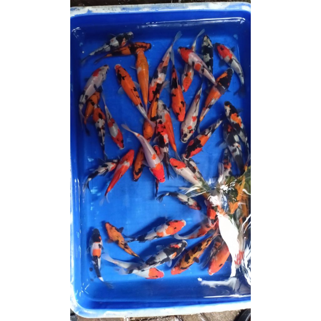 Hiasan Kolam Koi -+20cm