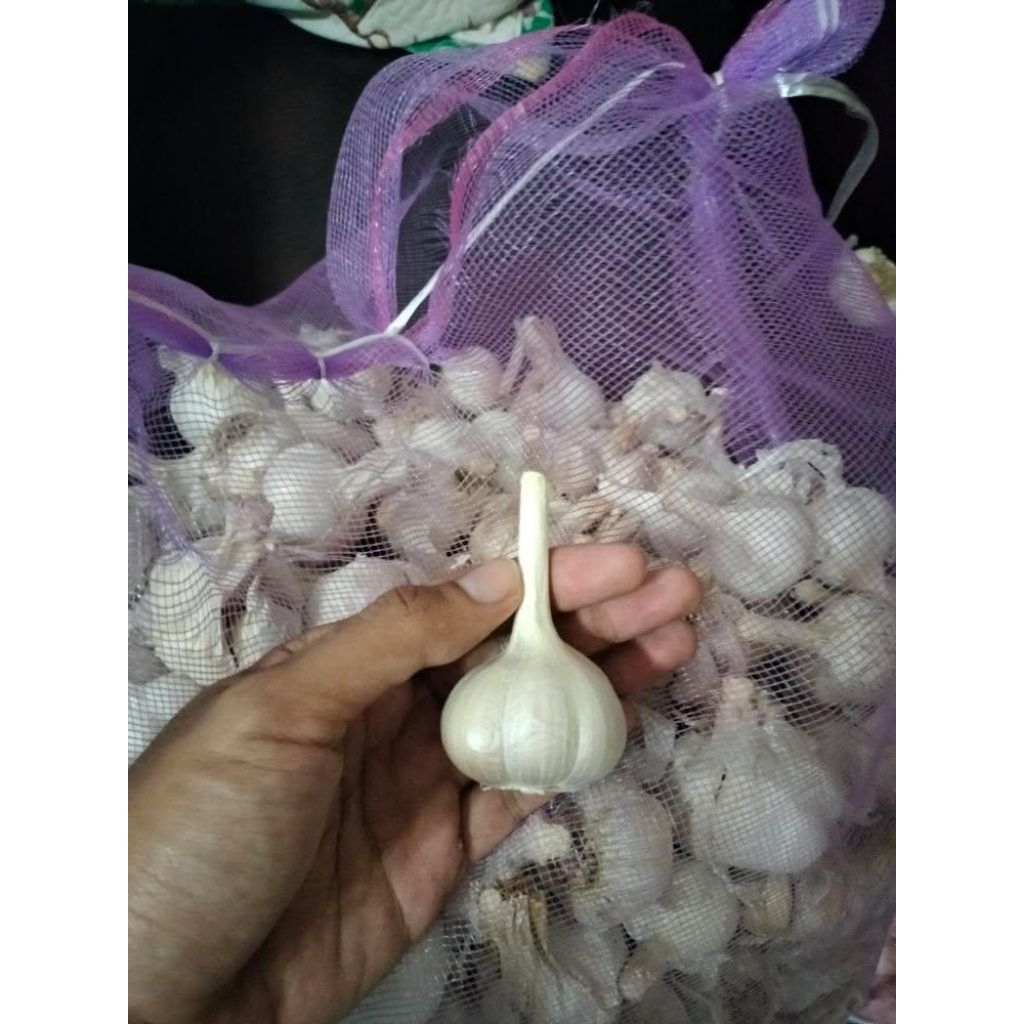 

Bawang Putih Kating Protolan 1 kg