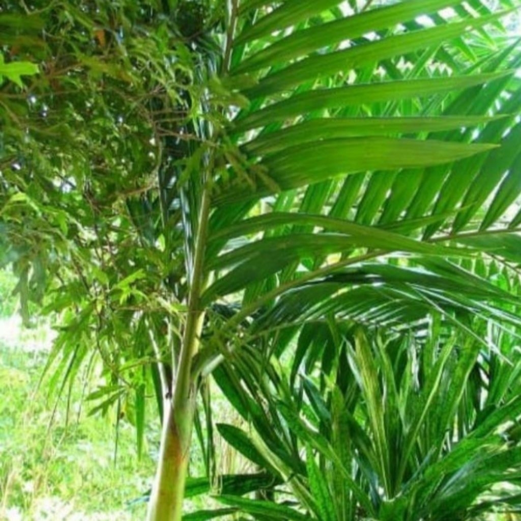 

daun pinang muda segar untuk 30 lembar