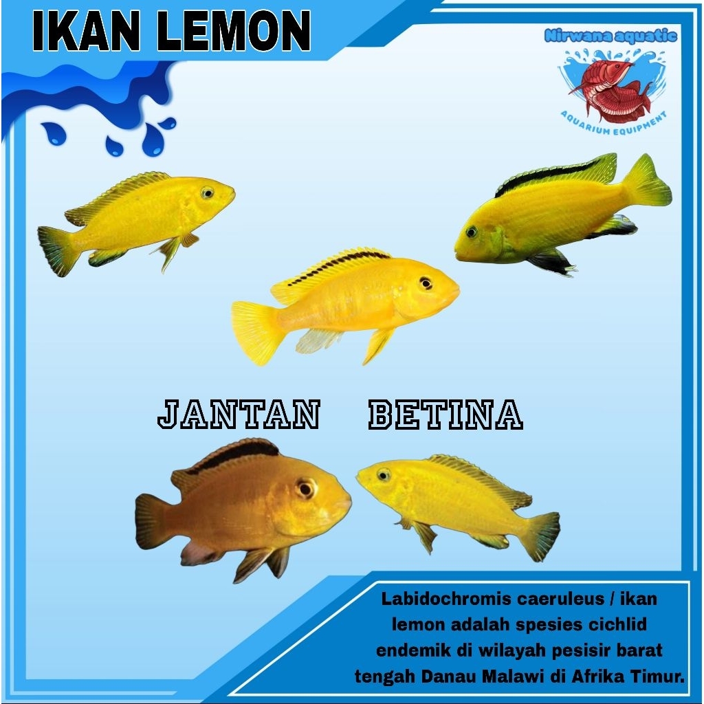 

(INSTAN) IKAN LEMON - UKURAN BESAR 8-10 CM