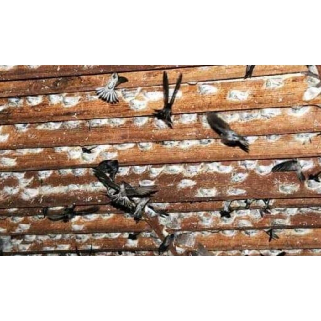 

SARANG BURUNG WALET 100% ASLI KALIMANTAN-MENTAHAN/BELUM DICUCI