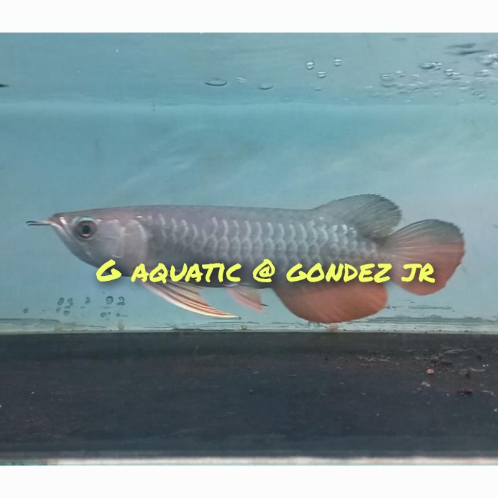 arowana golden red size 14-15 cm