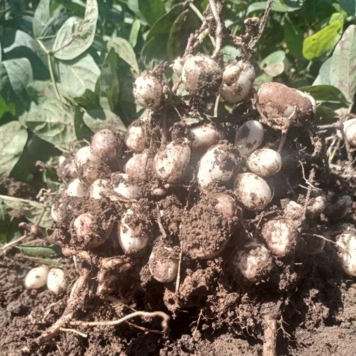 

kacang tanah bogor mentah segar 1 kg