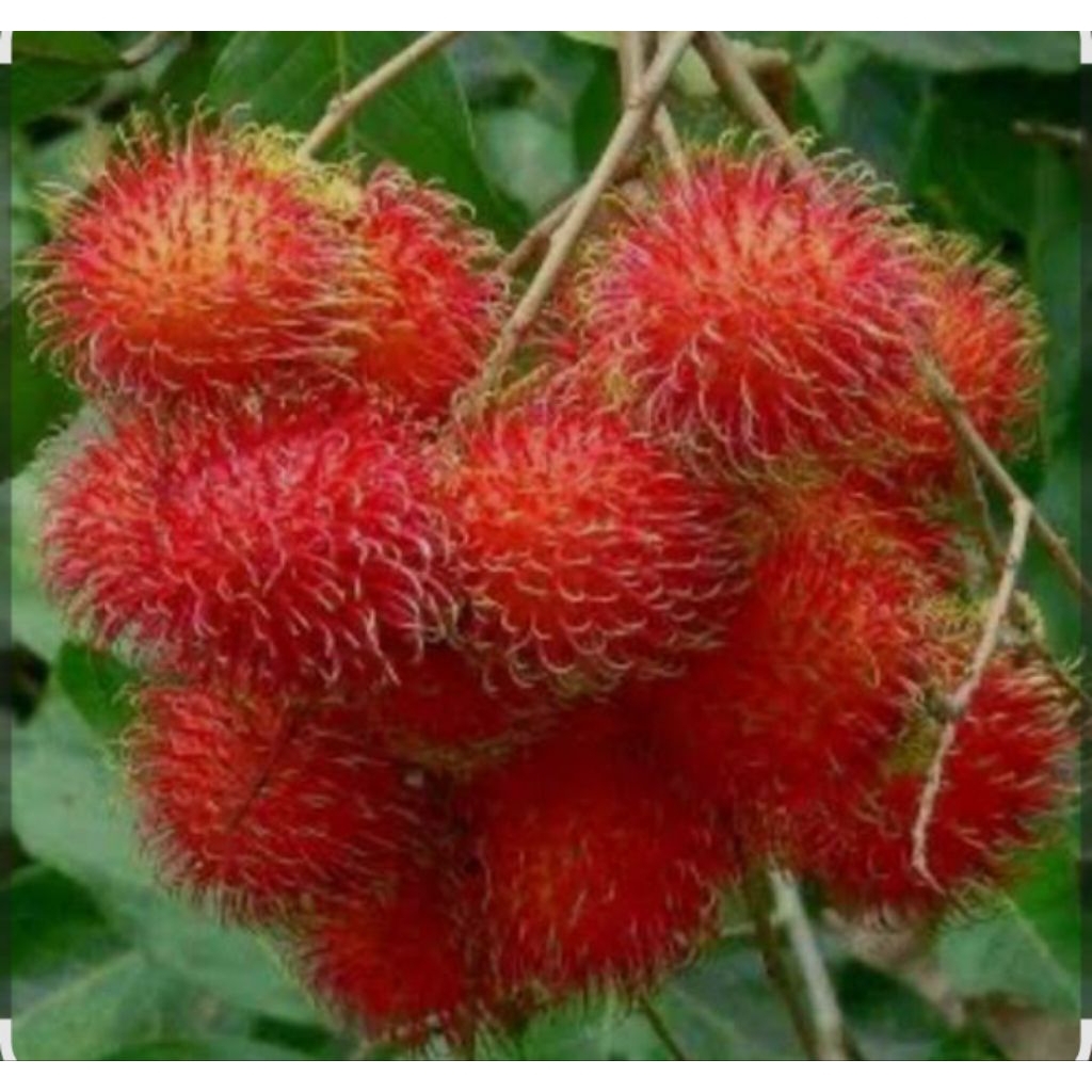 

Buah Rambutan, BUAH RAMBUTAN