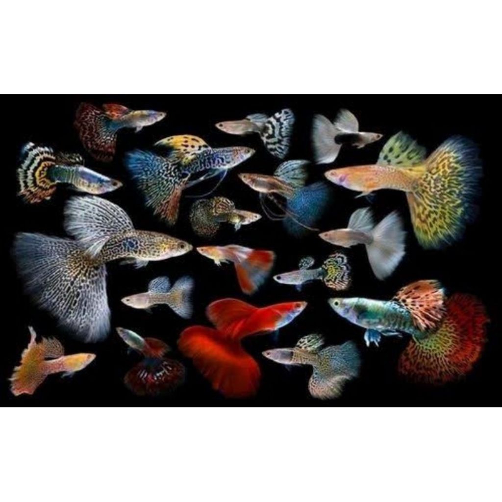 Hiasan Aquarium Guppy Campur Cendolan