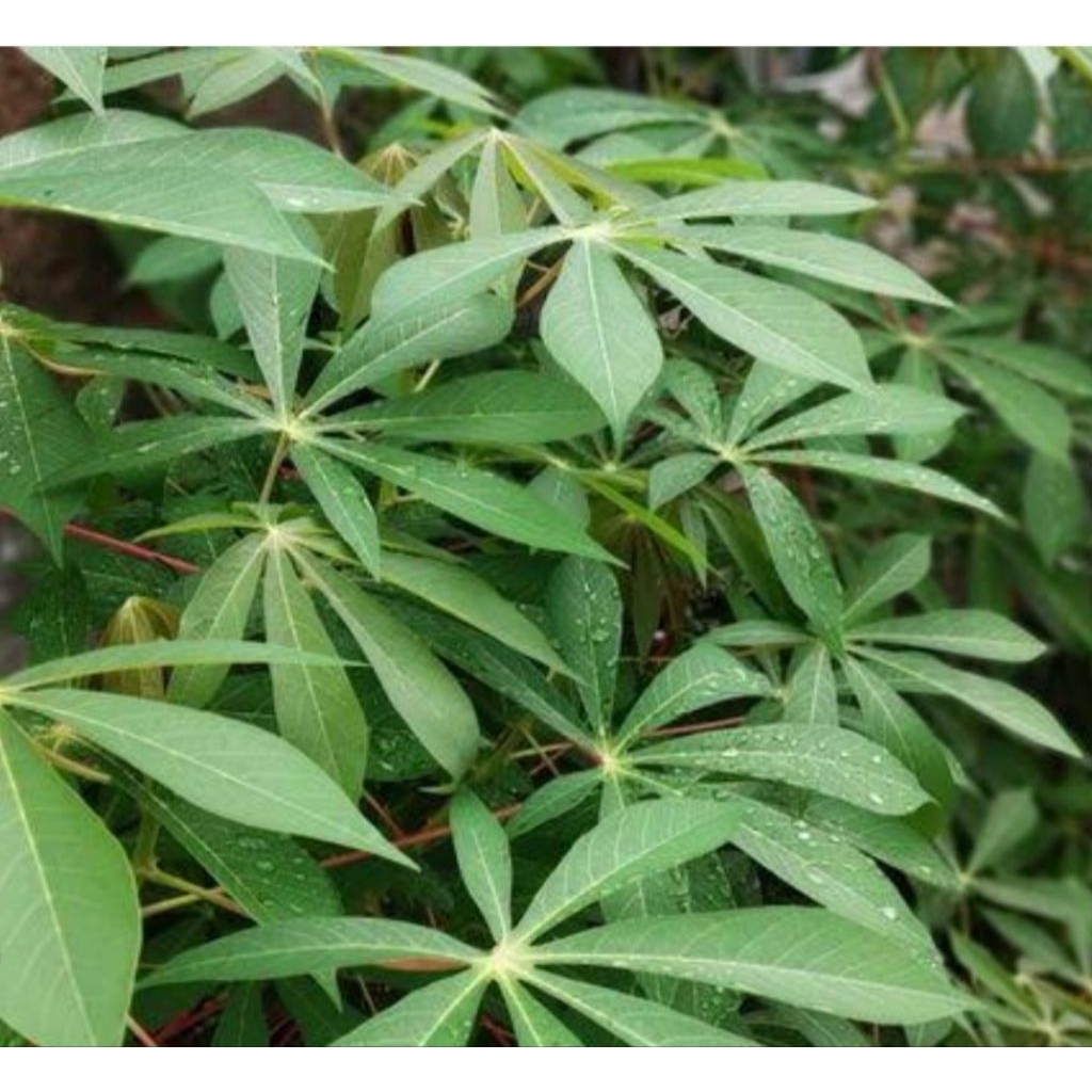 

Daun singkong segar murah berkualitas petik langsung 500gram